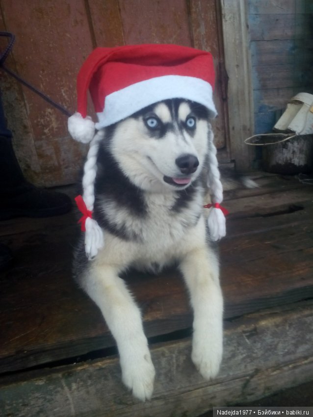 С наступающим Новым годом собаки дорогие жители любимых Бейбиков (фото 5)