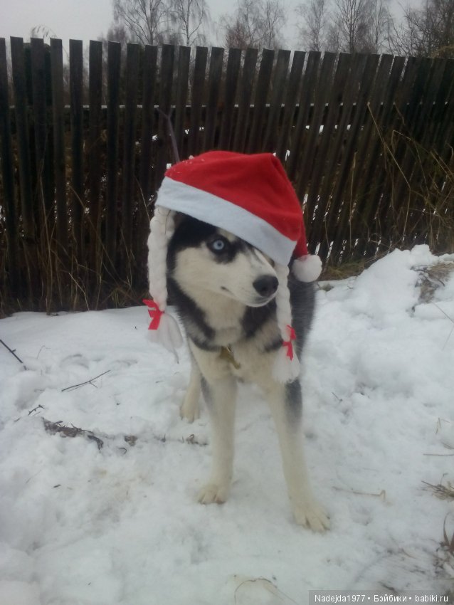С наступающим Новым годом собаки дорогие жители любимых Бейбиков (фото 3)