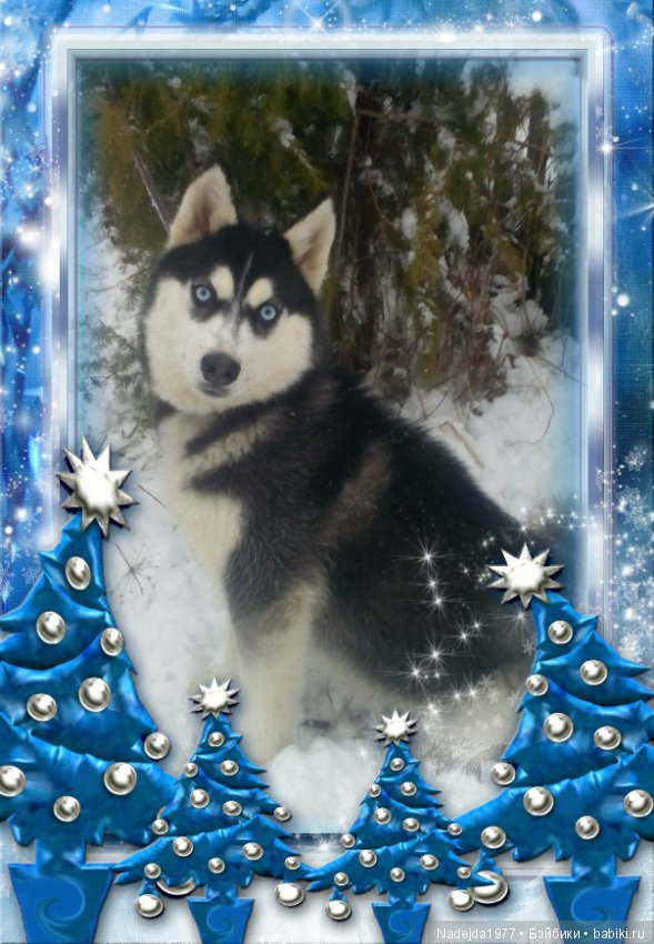 С наступающим Новым годом собаки дорогие жители любимых Бейбиков (фото 9)