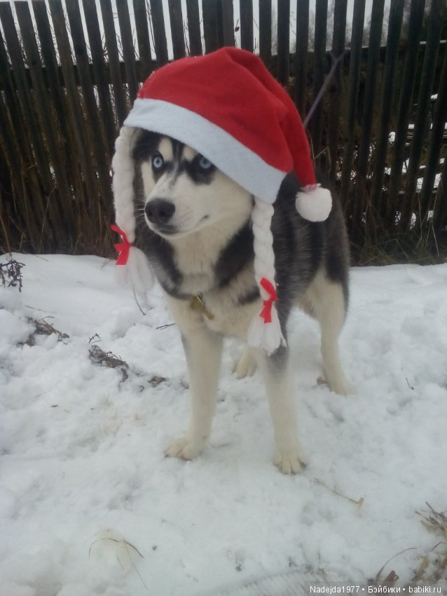 С наступающим Новым годом собаки дорогие жители любимых Бейбиков