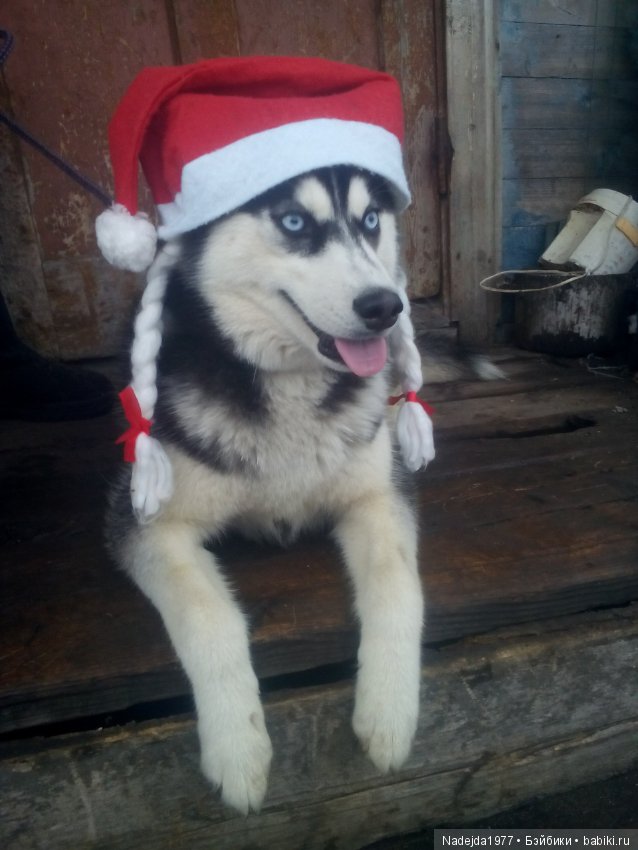 С наступающим Новым годом собаки дорогие жители любимых Бейбиков (фото 6)