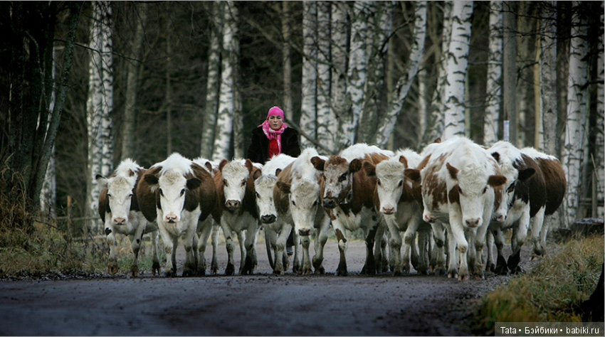 Автокоровы из Финляндии — Авторская скульптура и статуэтки: гипс (фото 2)