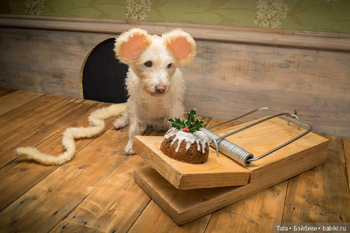 Рождественская традиция: любимая собака "превращается" в других животных