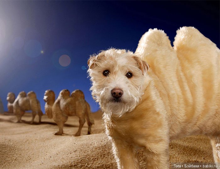 Рождественская традиция: любимая собака "превращается" в других животных (фото 4)