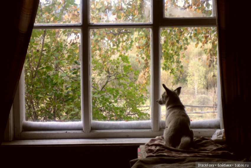 Символ 2018 года - Бублик (фото 6)