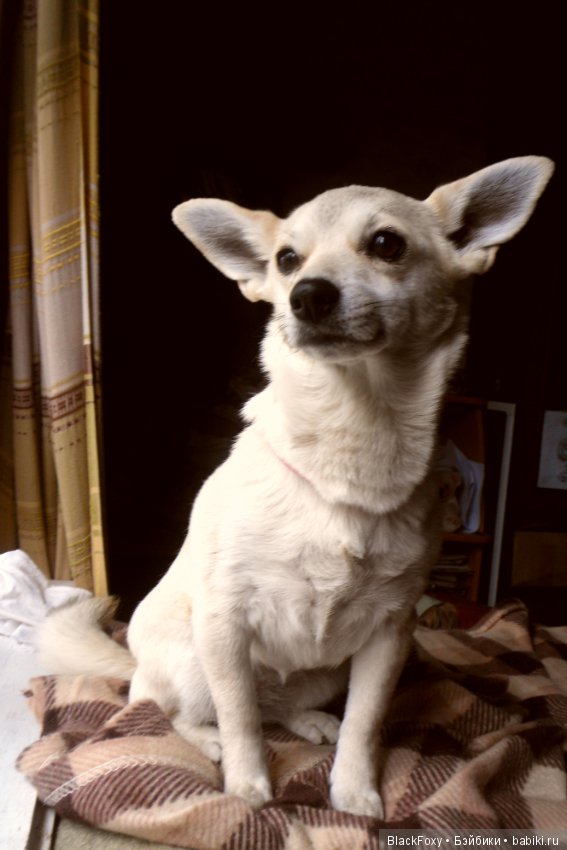 Символ 2018 года - Бублик (фото 7)