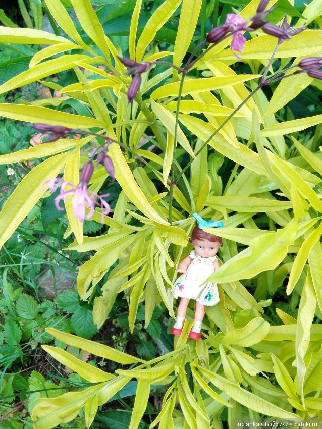 Несколько моих кукольно—цветочных зарисовок