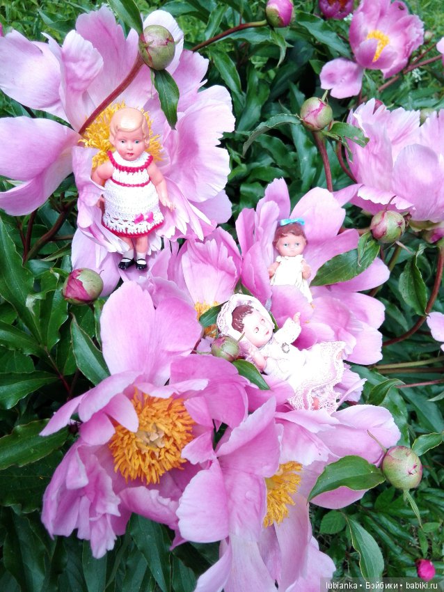 Несколько моих кукольно—цветочных зарисовок