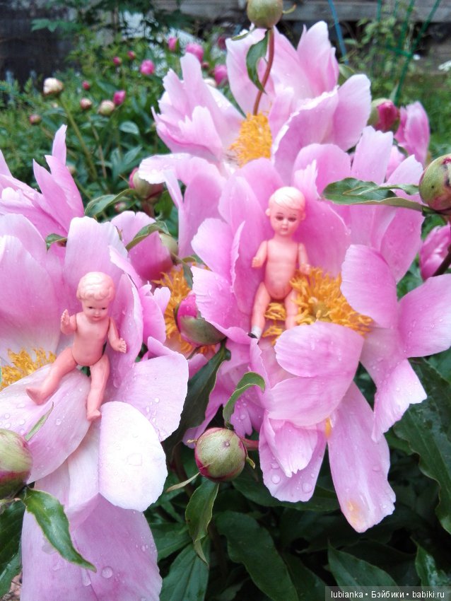 Несколько моих кукольно—цветочных зарисовок