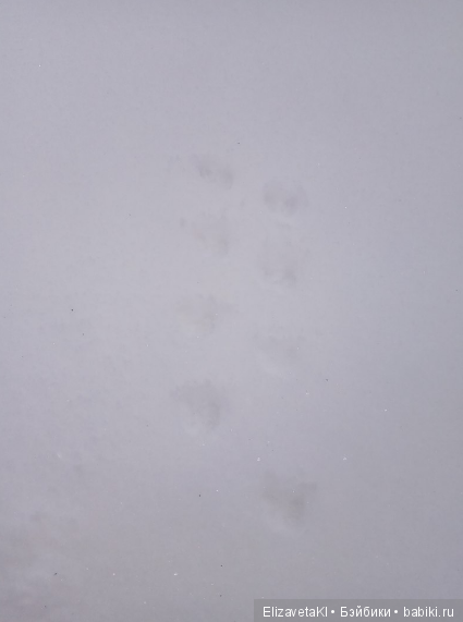 Как появляются детки зимой (фото 7)