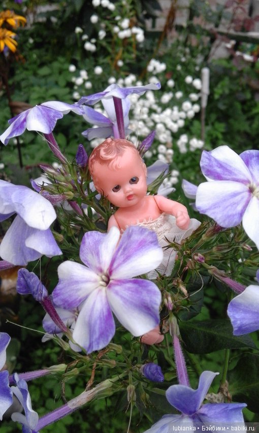 Немного летних красок в зимний день (фото 4)