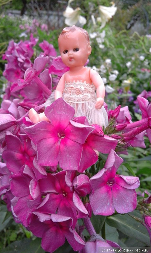 Немного летних красок в зимний день (фото 5)