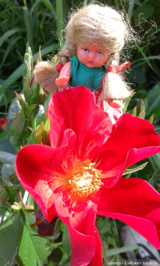 Прогулка по розовому саду