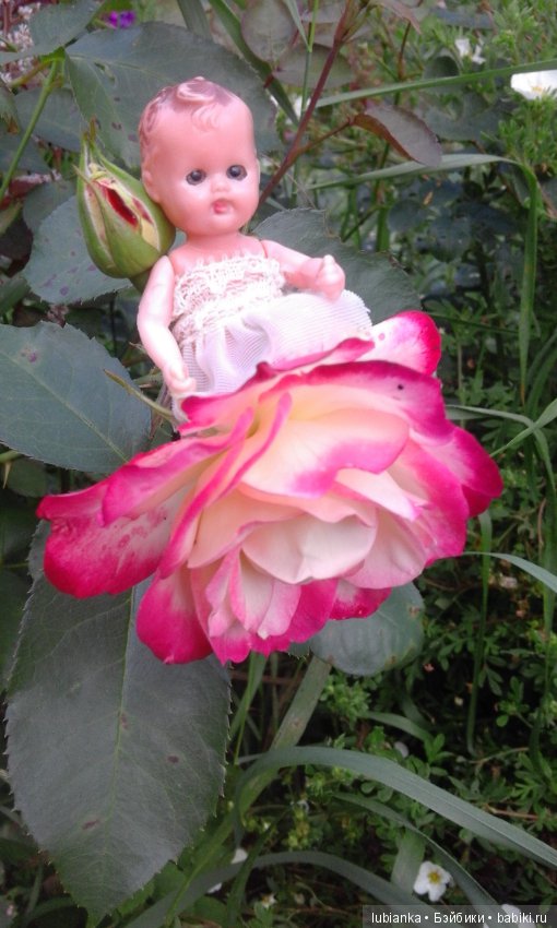 Прогулка по розовому саду