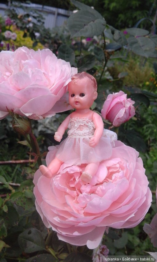 Прогулка по розовому саду