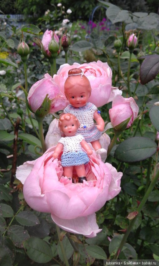 Прогулка по розовому саду