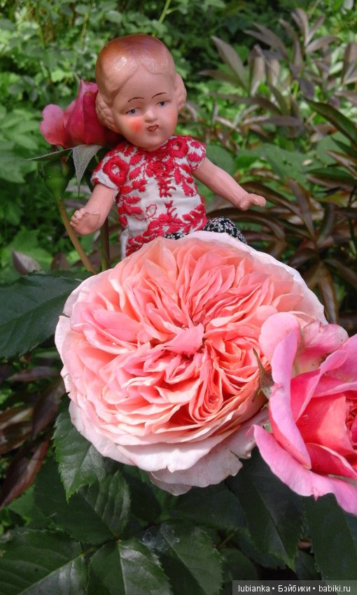 Прогулка по розовому саду