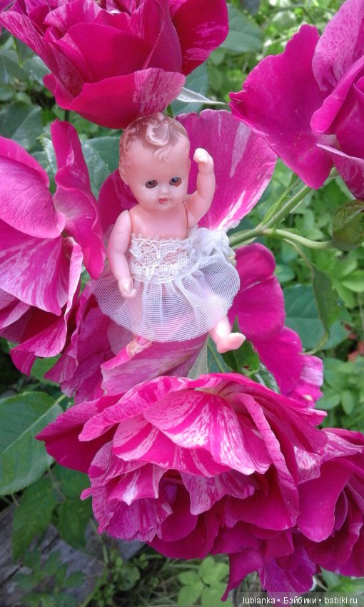 Прогулка по розовому саду