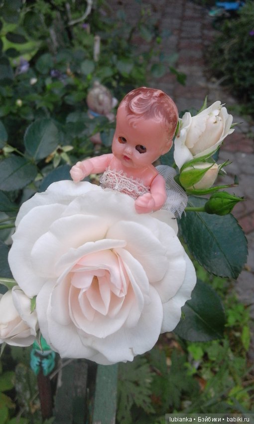 Прогулка по розовому саду