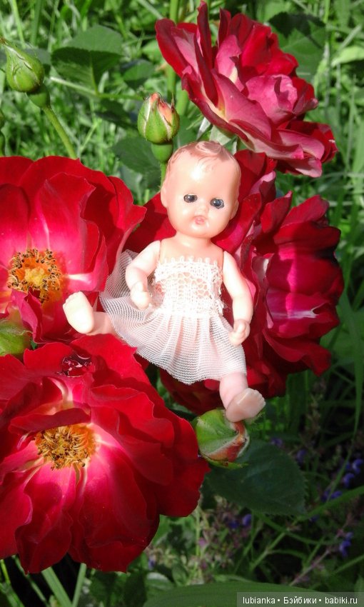 Прогулка по розовому саду