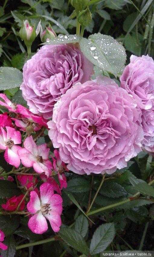 Прогулка по розовому саду