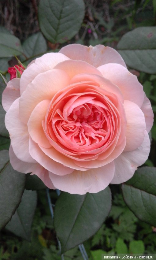 Прогулка по розовому саду