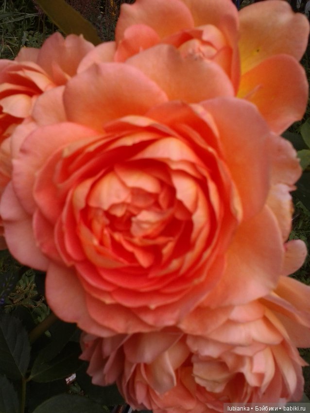 Прогулка по розовому саду