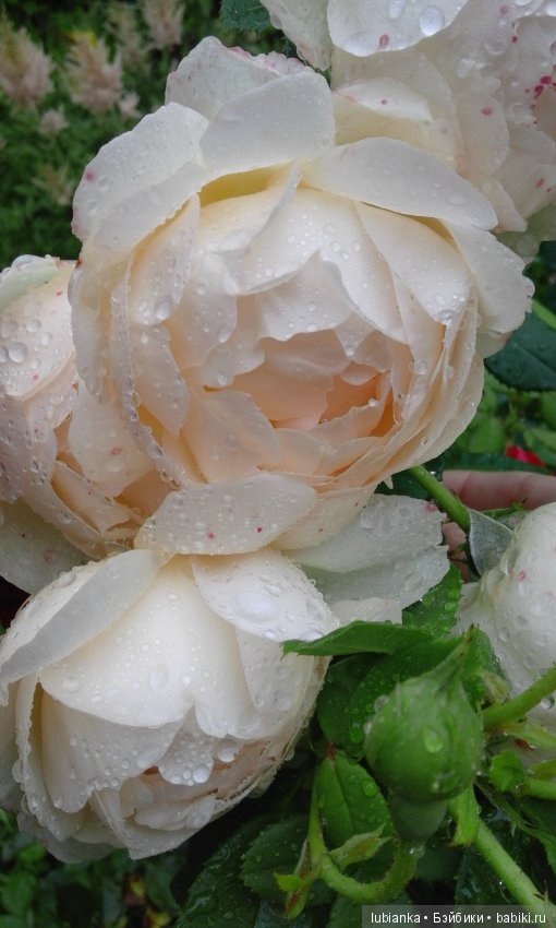 Прогулка по розовому саду