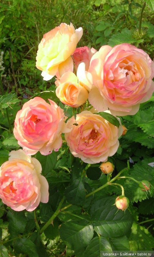 Прогулка по розовому саду