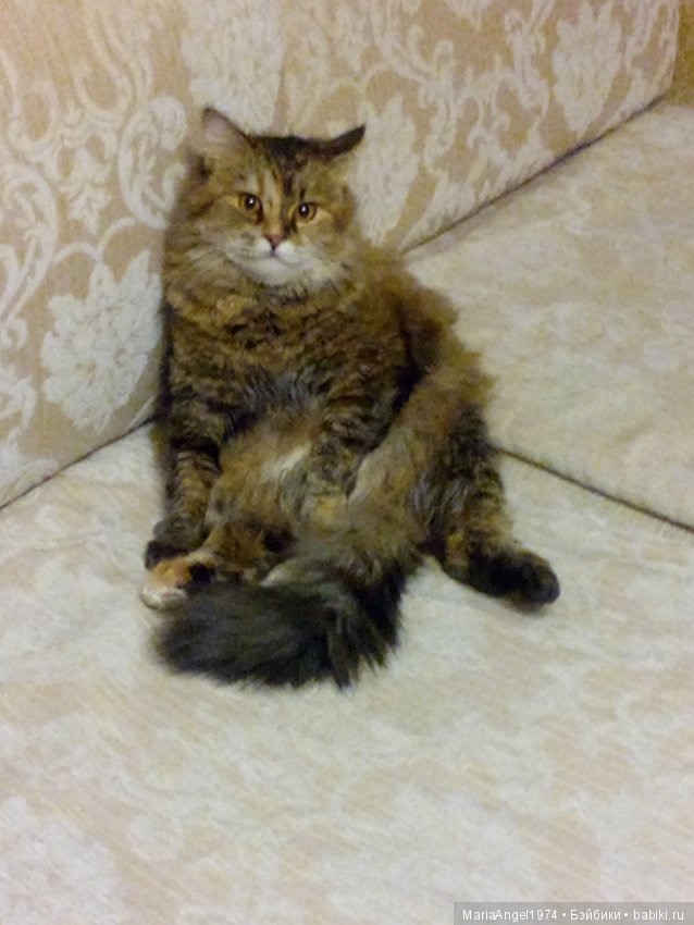 Моя булочка, похвастушки — Куклы Lee Middleton (Ли Миддлтон): Reva Schick