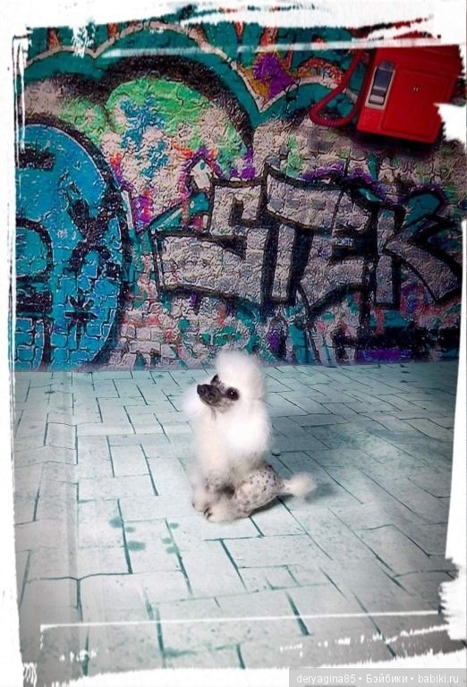 Мини пудель и брошь — Валяные игрушки из шерсти: сухое валяние (фото 8)