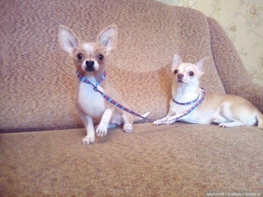 Чихуахуа из шерсти — Валяные игрушки из шерсти: сухое валяние (фото 5)