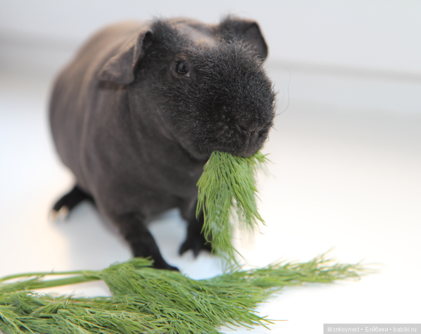 Атака анимэшек или Юи-тян и Бишамон опять шкодят (фото 6)