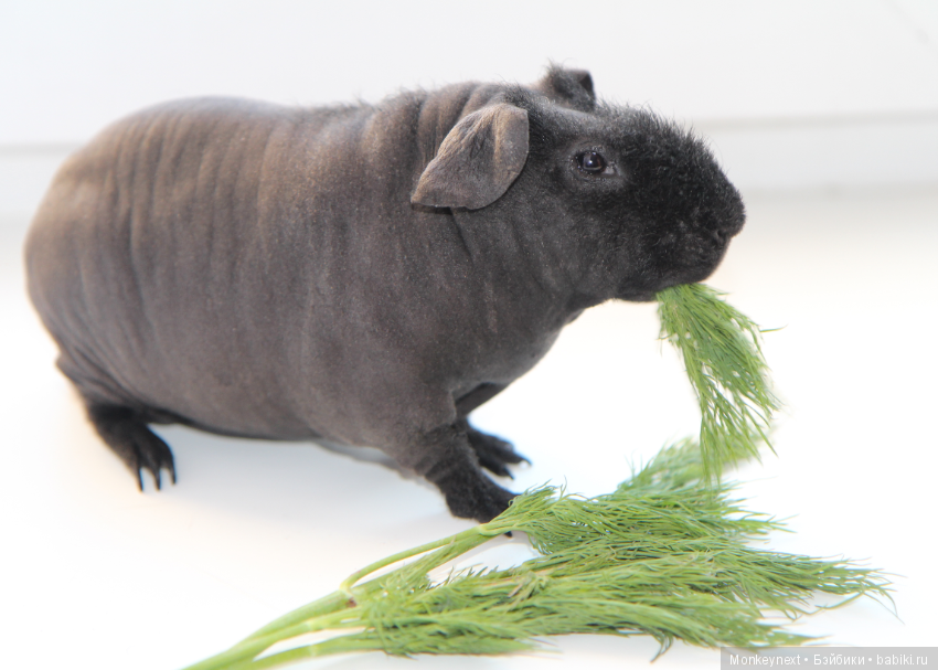 Атака анимэшек или Юи-тян и Бишамон опять шкодят (фото 2)