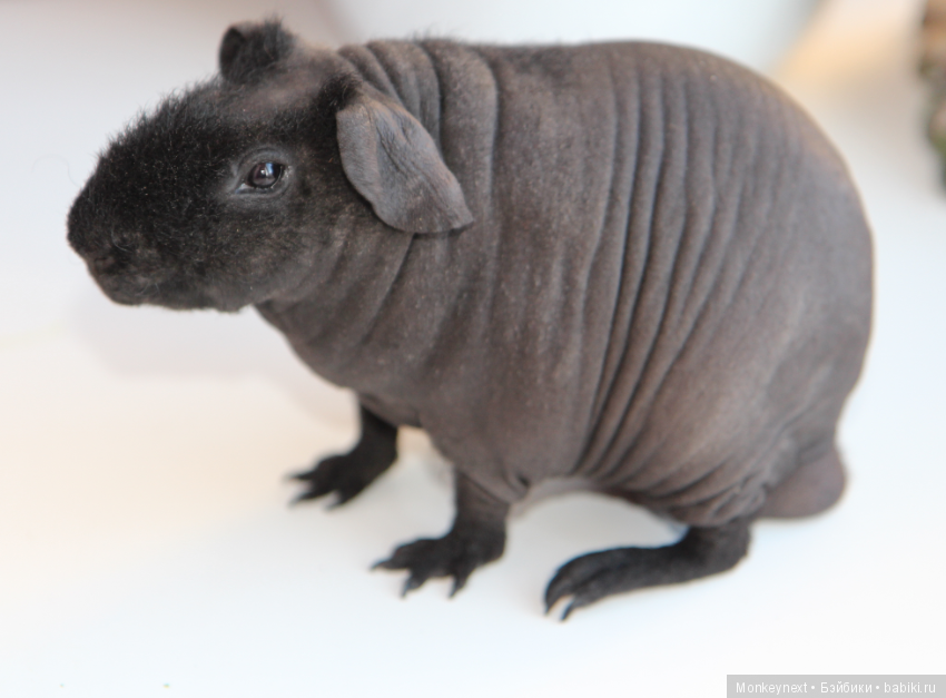 Атака анимэшек или Юи-тян и Бишамон опять шкодят (фото 10)