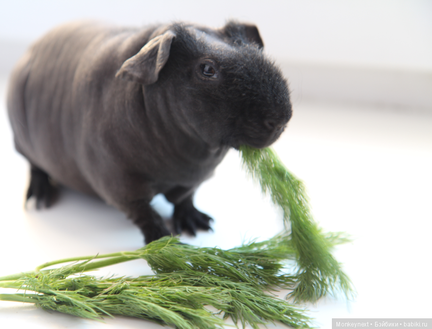 Атака анимэшек или Юи-тян и Бишамон опять шкодят