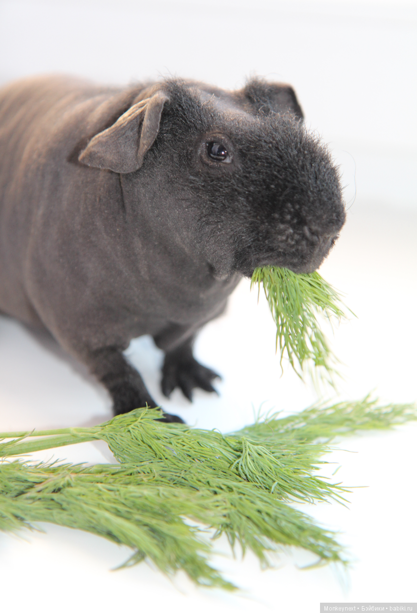 Атака анимэшек или Юи-тян и Бишамон опять шкодят (фото 4)