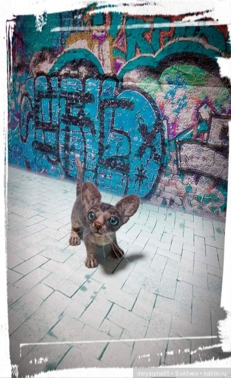 Котёнок породы сфинкс — Валяные игрушки из шерсти: сухое валяние