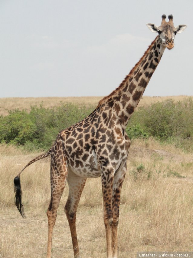 Приоткроем чуть чуть ящик Пандоры (фото 4)