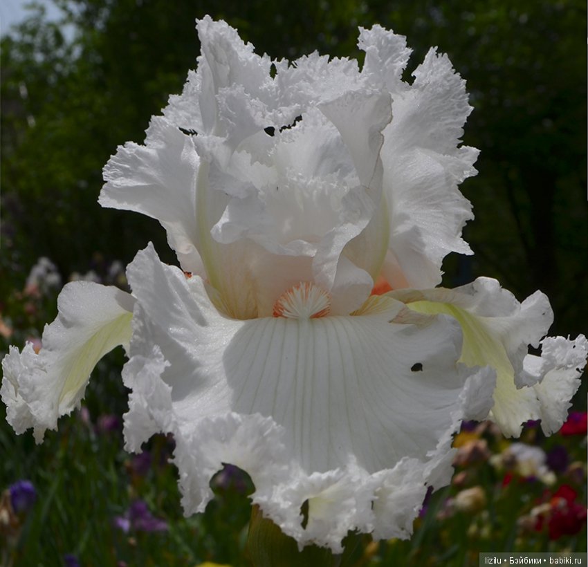 Красота в пастельных тонах