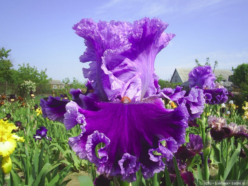 Красота в пастельных тонах