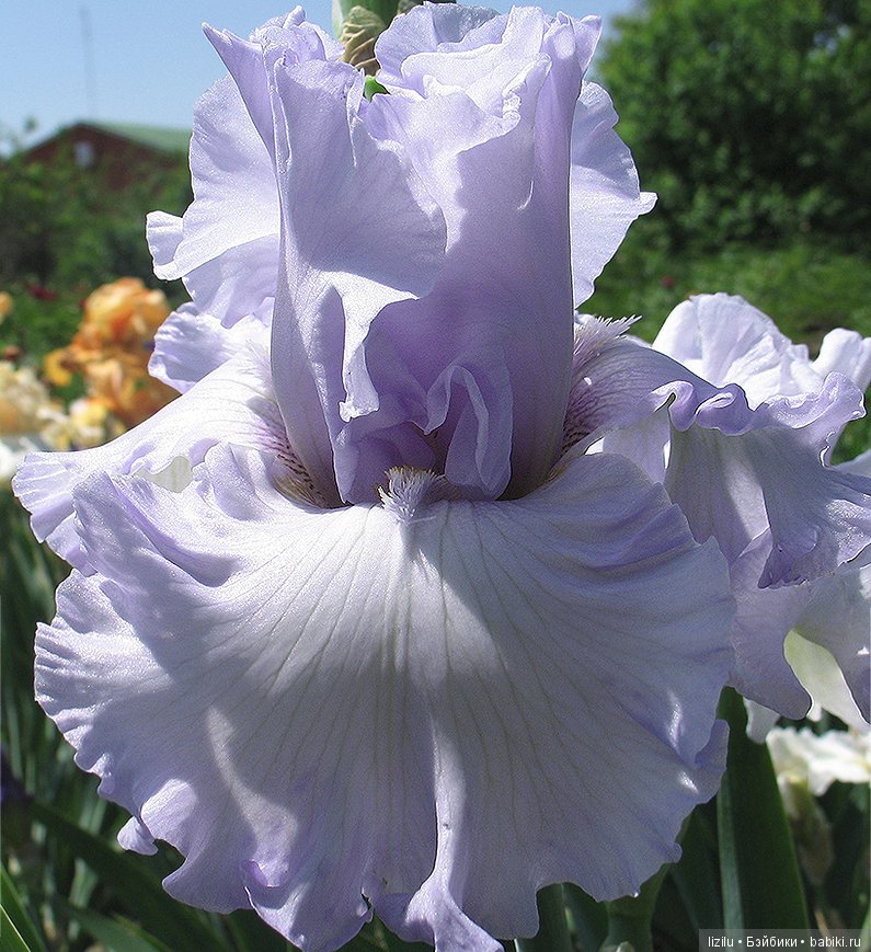 Красота в пастельных тонах