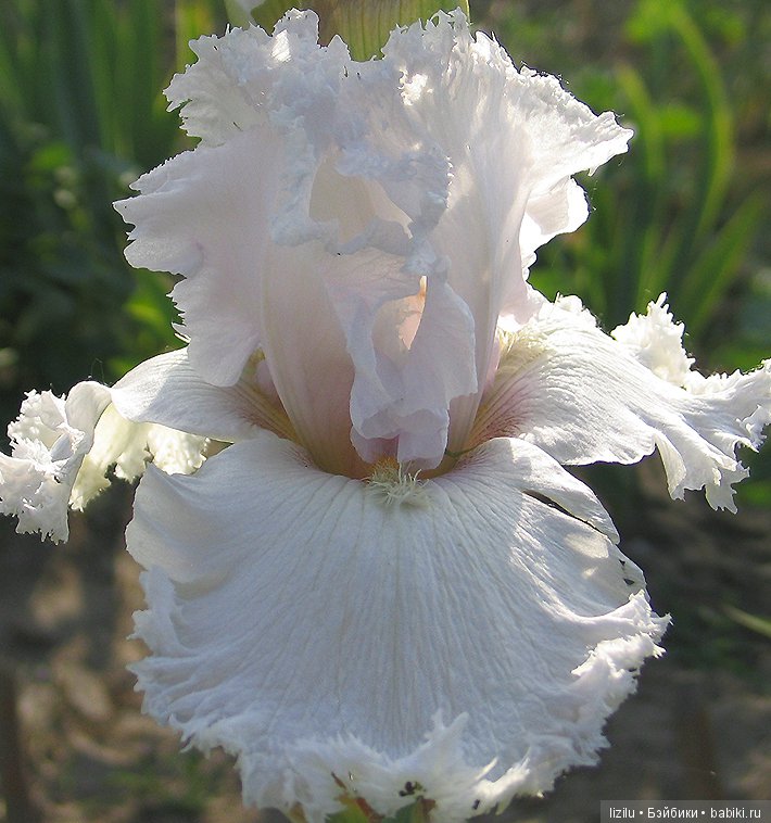 Красота в пастельных тонах