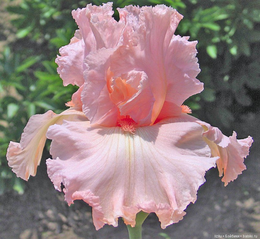 Красота в пастельных тонах