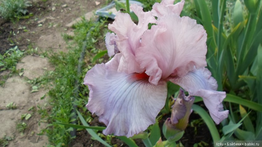 Красота в пастельных тонах