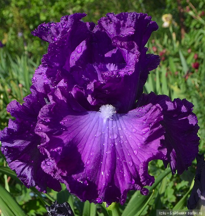 Красота в пастельных тонах