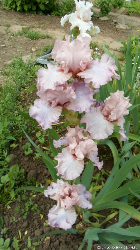 Красота в пастельных тонах