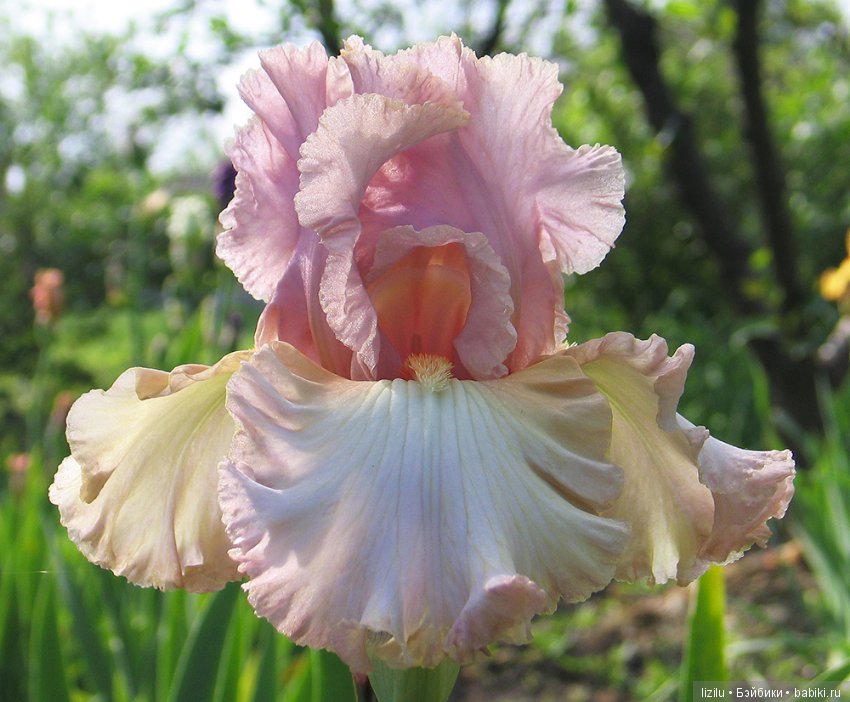 Красота в пастельных тонах