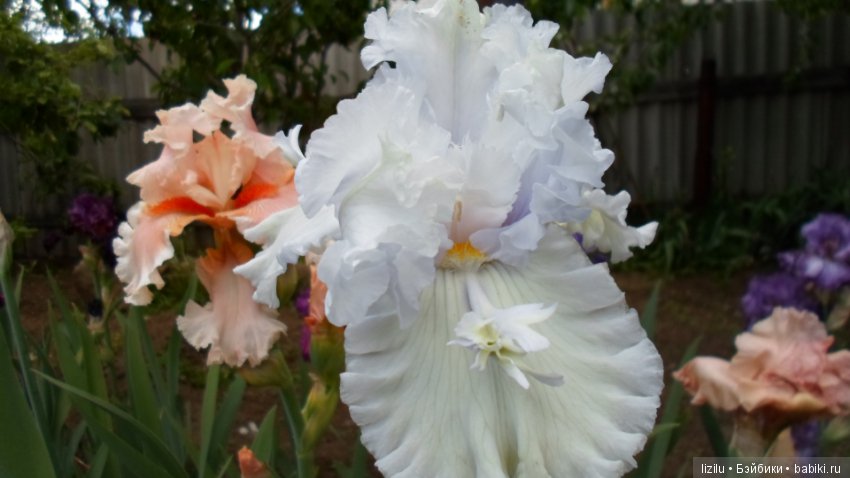 Красота в пастельных тонах