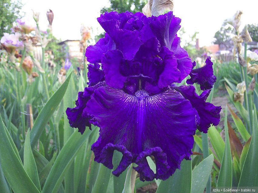 Красота в пастельных тонах